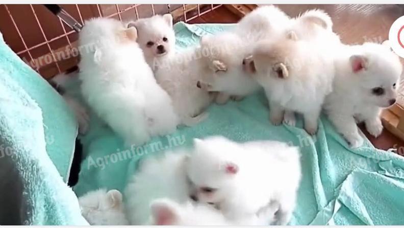 Spicc jellegű kiskutyák szerető gazdit keresnek