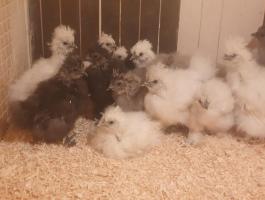 7 hetes selyemcsibék