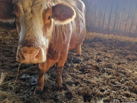 Eladó Magyartarka Tehén