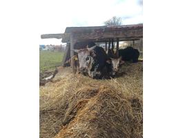 Törzskönyvezett zebuk