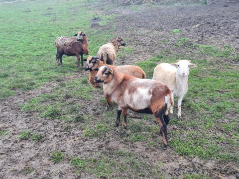 Kosok és ürük eladók!