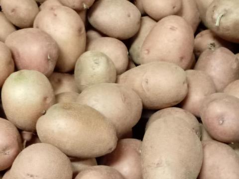 Burgonya apró eladó Burgonya apró eladó