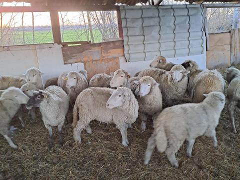 Merinói vemhes juhok Merinói vemhes juhok