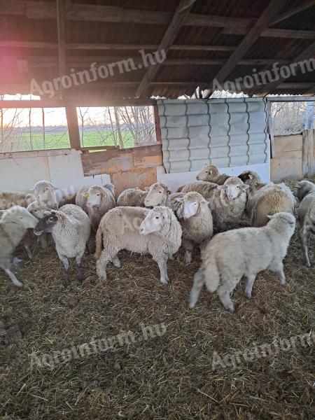 Merinói vemhes juhok