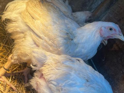 Húshibrid csirke Húshibrid csirke