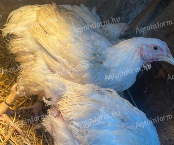 Húshibrid csirke