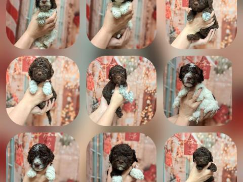 Lagotto Romagnolo kiskutyák szerető gazdát keresnek