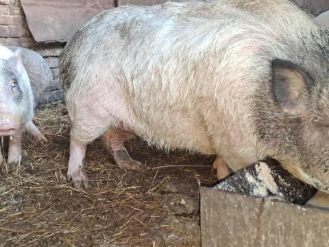 Kis disznó, törpe hízó CSERE