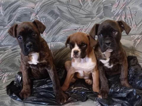 Boxer jellegű kiskutyák gazdit keresnek Boxer jellegű kiskutyák gazdit keresnek