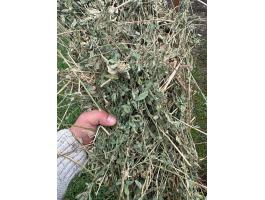 Kiváló minőségi lucerna korbála es széna eladó!