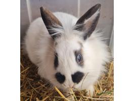 Eladó nyulak vegyes ivarban