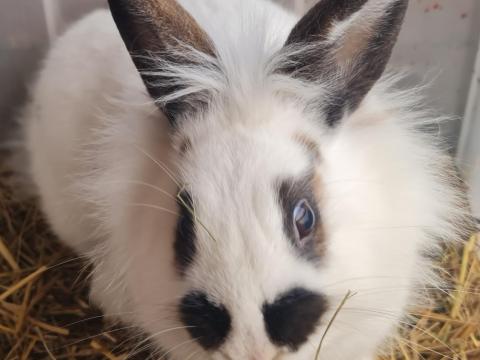 Oroszlánfejű nyulak eladók