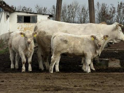 Charolais anyatehén állomány eladó