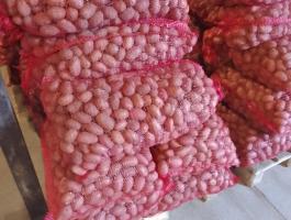 Burgonya,  vető méretű korai