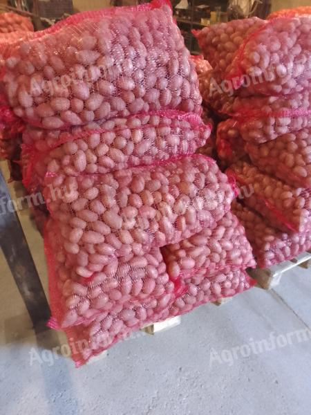 Burgonya,  vető méretű korai