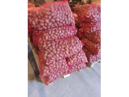 Burgonya,  vető méretű korai