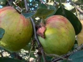 Vasalja gyümölcsös, eladó telek