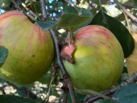Vasalja gyümölcsös, eladó telek