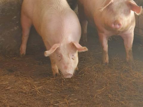 Hús típusú sertések eladók