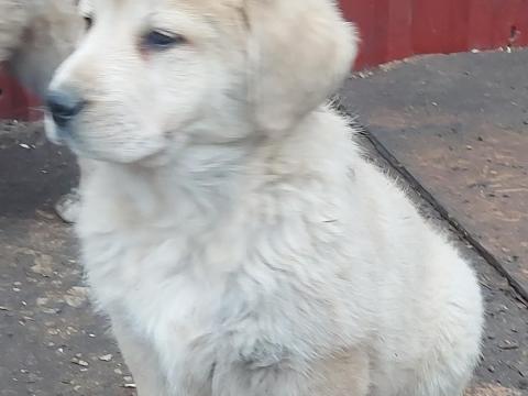 Közép-ázsiai juhász szuka kiskutya Közép-ázsiai juhász szuka kiskutya