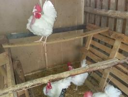 Eladó Erdélyi Kopasznyakú