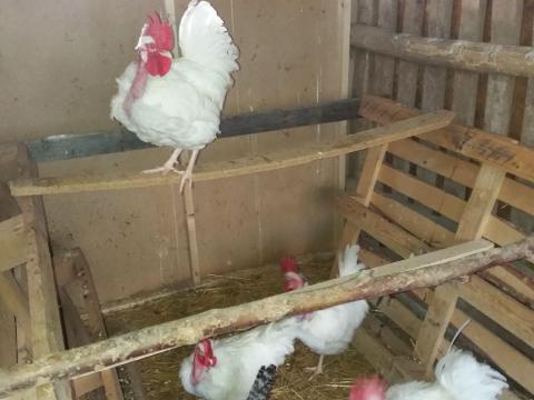 Eladó Erdélyi Kopasznyakú Eladó Erdélyi Kopasznyakú