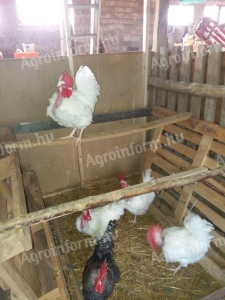 Eladó Erdélyi Kopasznyakú