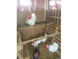 Eladó Erdélyi Kopasznyakú