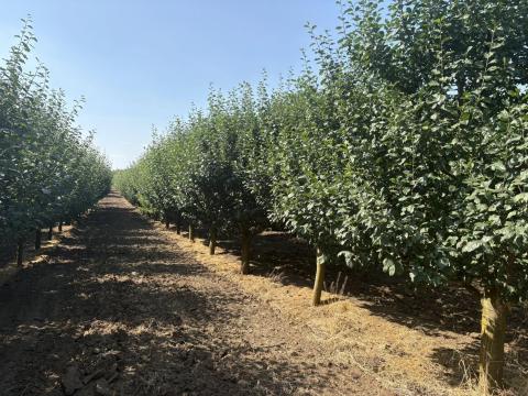 Eladó gyümölcsös