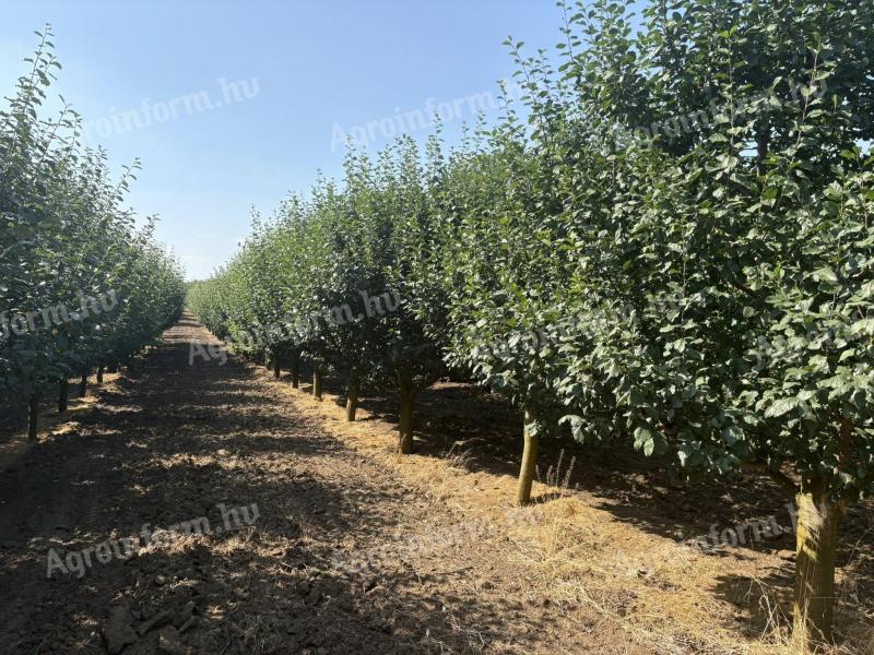 Eladó gyümölcsös