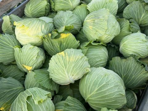 Green Lunar lapos káposzta
