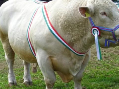 Húshasznú szarvasmarhákat vásárolnék