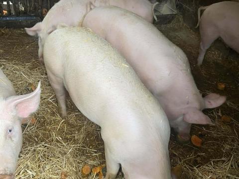 Hízó eladó Dunaföldváron