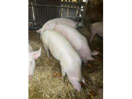 Hízó eladó Dunaföldváron