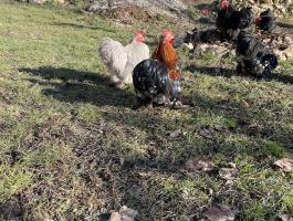 Törpe Cochin kakasok