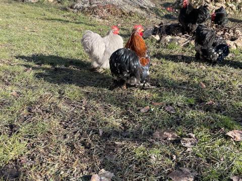 Törpe Cochin kakasok Törpe Cochin kakasok