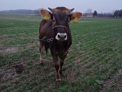 Borzderes üsző Borzderes üsző
