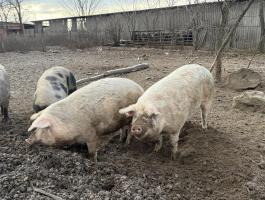 Szabadtartásos, 1 db, 250 kg-os hízó eladó