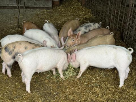 Választási malacok malac sertés