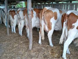 Fejős tehén 25 darab Eladó.