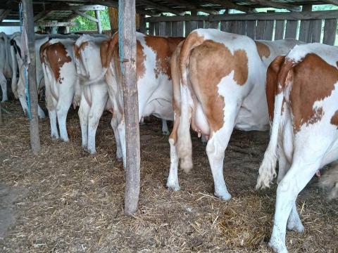 Fejős tehén 25 darab Eladó.