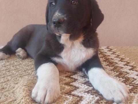 Közép-ázsiai kan kiskutyák