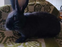 Német óriás lepke tarka fekete zsanett