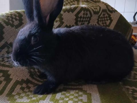 Német óriás lepke tarka fekete zsanett