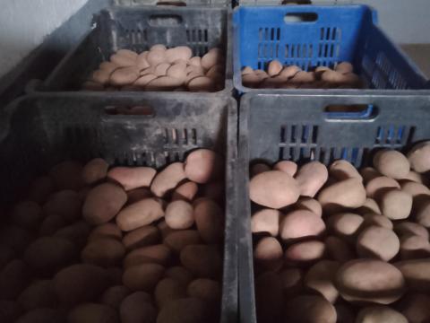 Étkezési Fabiola burgonya eladó