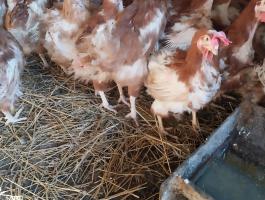 1 éves tyúk eladó