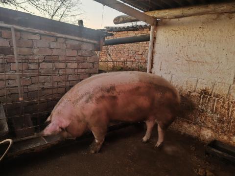 Magyar nagyfehér nagy súlyú hízó eladó