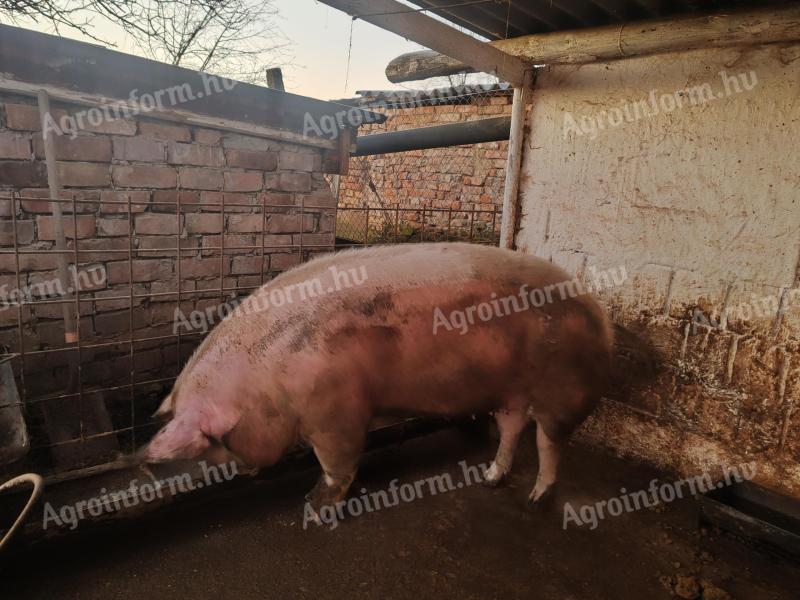 Magyar nagyfehér nagy súlyú hízó eladó