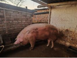 Magyar nagyfehér nagy súlyú hízó eladó