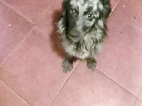 Hungarikum magyar mudi Hungarikum magyar mudi